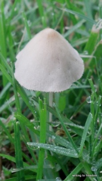 mystery mushroom