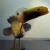 cuckoo bird by Belen Soto, poetry Brad Volz