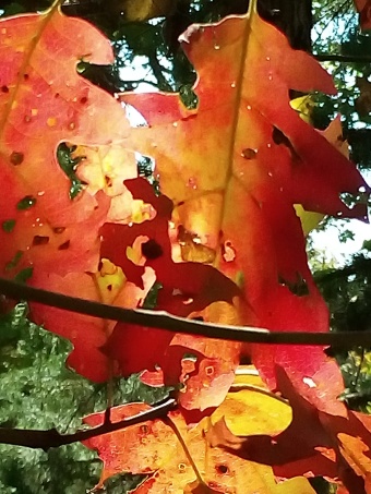 fall colors, poetry