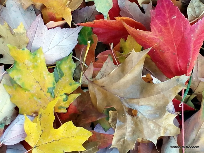 autumn colors, leaves, beauty