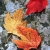 autumn colors, poetry, glory