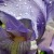 irises, spring