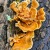 fungi, beauty